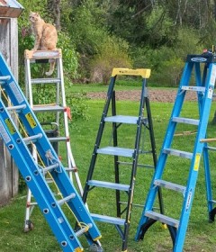 LADDERS
